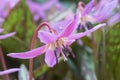 Dog`s-tooth-violet Erythronium dens-canis, pink flower in close-up